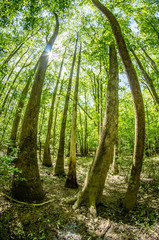 cypress forest and swamp of Congaree National Park in South Caro