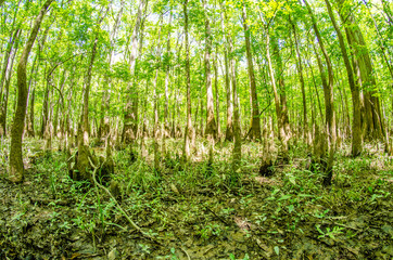 cypress forest and swamp of Congaree National Park in South Caro