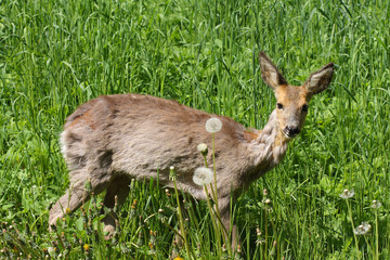 Sick roe after poisoning rape.