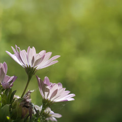 pink marguerites and green blurry background