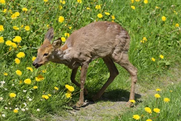 Sick Roe (Capreolus capreolus) after poisoning rape.