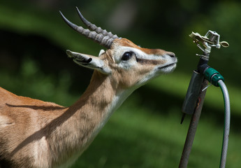 Litschi Moor Antilope 1