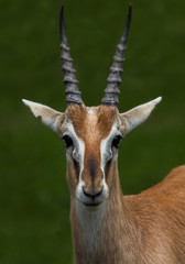 Litschi Moor Antilope
