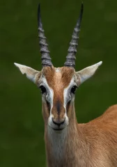 Printed roller blinds Antelope Litschi Moor Antilope