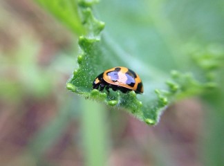 ladybug on green leaf