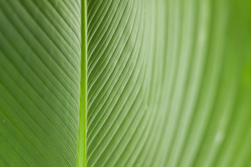 Green leaf.