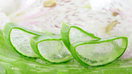 Aloe Vera (Aloe barbadensis Mill.)