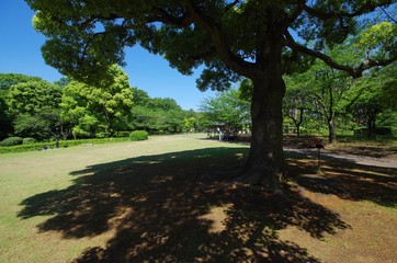 木陰