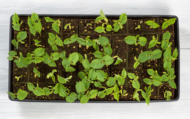 Green bean starter plants ready to plant outside in garden