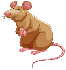 Brown rat