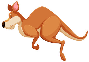 Kangaroo