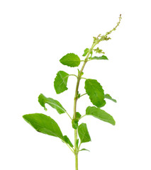 Holy basil or tulsi leaves isolated over white background