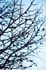 Silhouette of branches against the sky