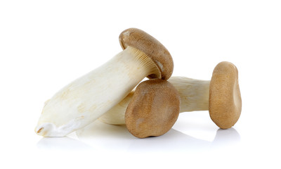 King Oyster mushroom isolated on the white background