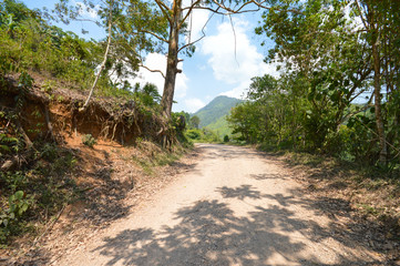 Road shaded by trees in the highlands of Taulabe and Cerro Azul