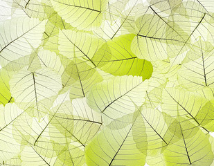 Obraz na płótnie Canvas leaves texture background