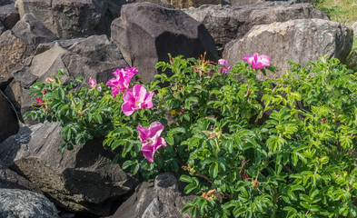 Hard And Soft
Pink flowers grow between hard boulders.