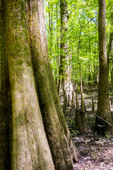 cypress forest and swamp of Congaree National Park in South Caro