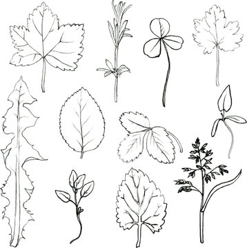 Set of pencil drawing herbs and leaves