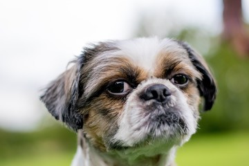 Cute Bichon Frise x Shih Tzu