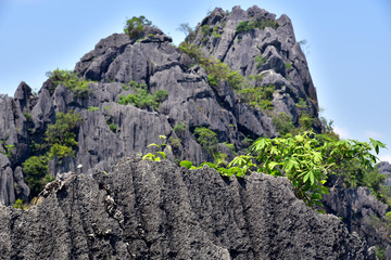tree  Mountain cliff beauty Loei, Thailand  