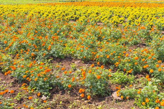 champ de tagetes ou oeillets d'Inde, &icirc;le de la R&eacute;union 