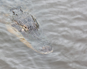 Alligator