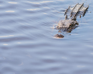 Alligator
