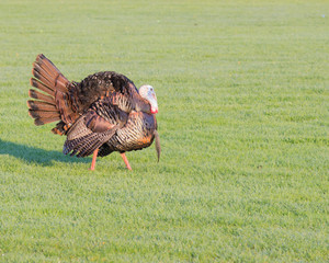 Wild Turkey © brm1949