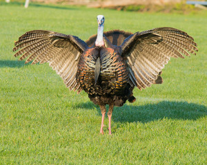 Wild Turkey © brm1949