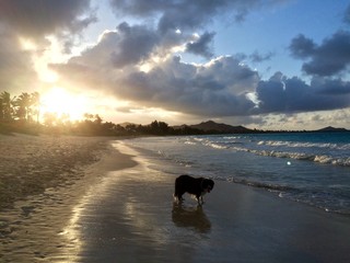 Dog on Kailua Beach at sunset