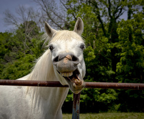 Funny white Arabian horse with twisted mouth