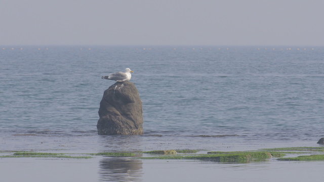 Seabird in Amaharashi coast,Toyama,Japan