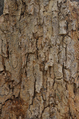 The skin of the tree