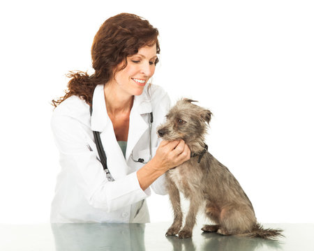 Happy Professional Veterinarian Examining Dog