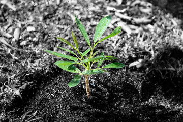 Water from watering can to sapling tree