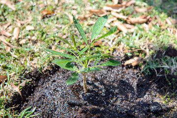 Water from watering can to sapling tree