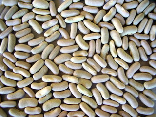 Close up of french bean seeds drying
