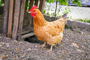 Hens in a free range farm.