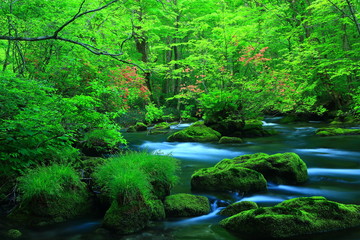 Obraz premium 新緑の奥入瀬渓流