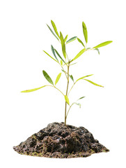 Sapling tree on a white background