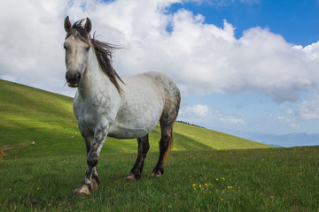 Obraz na płótnie Canvas Ritratto di un cavallo bianco in montagna