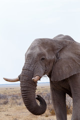 Naklejka na ściany i meble big african elephants on Etosha national park