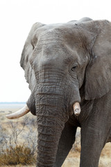Obraz premium big african elephants on Etosha national park