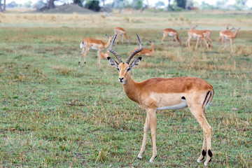 Naklejka na ściany i meble Impala antelope, namibia