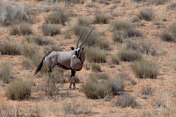 Obraz na płótnie Canvas close up portrait of Gemsbok, Oryx gazella