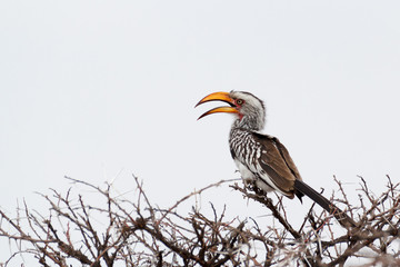 Yellow-billed Hornbill sitting on a branch and rest