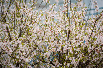 Cherry blossoms. Selective focus.