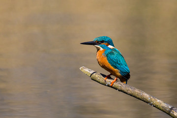 Male common kingfisher (Alcedo atthis) sitting on a tree branch