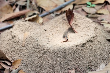 Ants nest